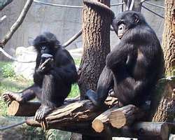 ZooLex Exhibit - Pongoland - Bonobos