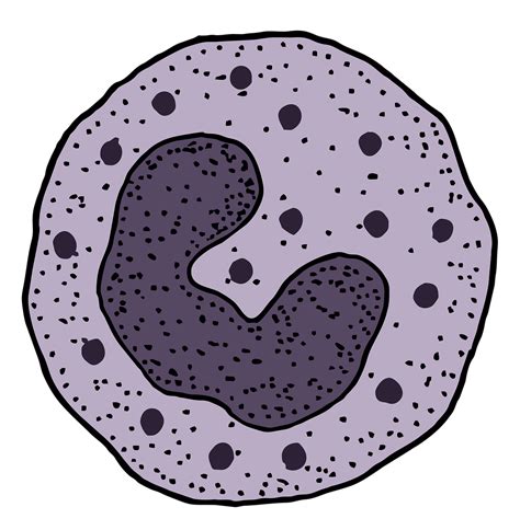 Basophil Illustrations Basophil Images – Browse 5,039 Stock Photos,