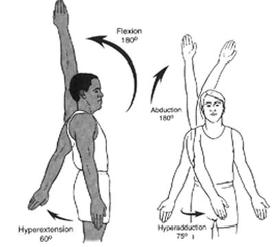 Image result for Extension Muscle Movement