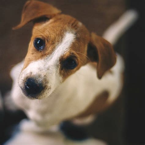 Check Out These Animal Shelters In Kolkata I LBB, Kolkata