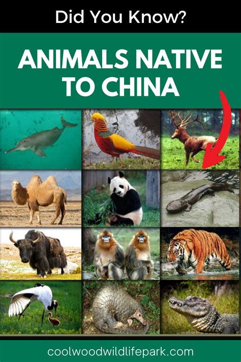 China Animals 的图像结果