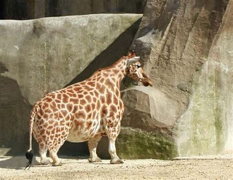 Download Funny Giraffe With Dwarfism Condition Wallpaper | Wallpapers.com
