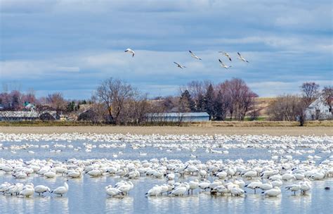 Snow Geese Spring Migration in Alaska 2025 - Rove.me