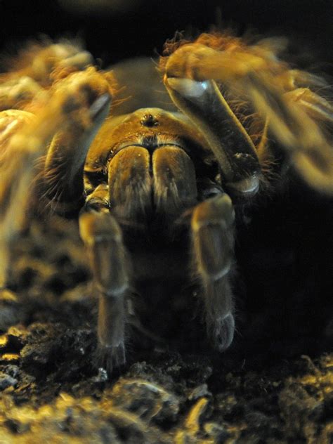 The World'S Smallest Spider: A Microscopic Mystery Unveiled | 🔥 You Won ...