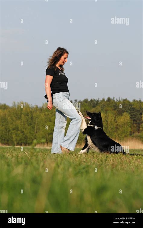 Border Collie Trick Training 的图像结果