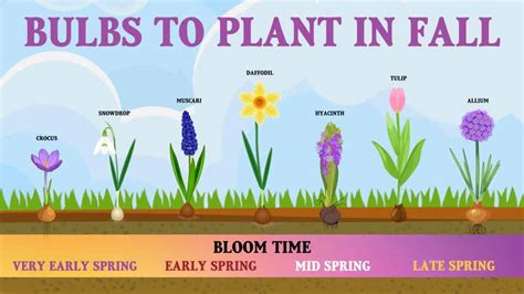 Spring Bulb Planting Guide 的图像结果