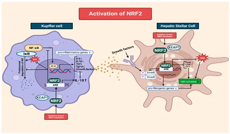 The Roles of NFR2-Regulated Oxidative Stress and Mitochondrial Quality ...