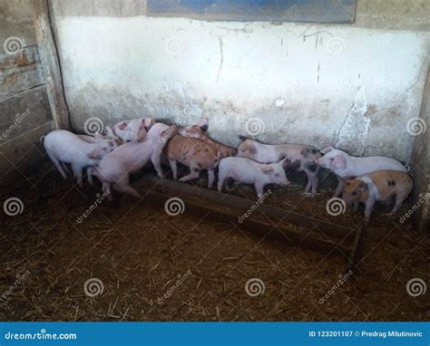 Family pig in the village stock image. Image of colorful - 123201107