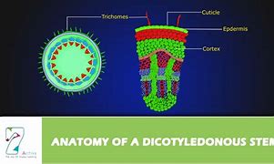 Image result for dicotyledonous