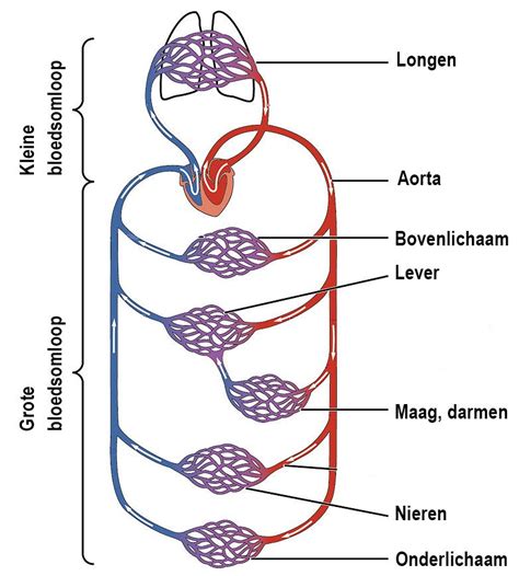 Het arteriële systeem