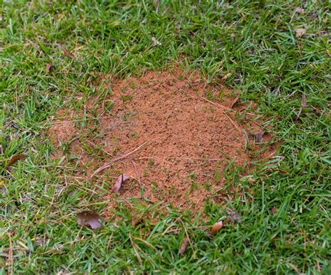 How to get rid of ants on lawns: the best natural methods | Homes and ...