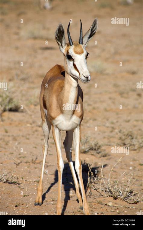 Image result for Baby Springbok