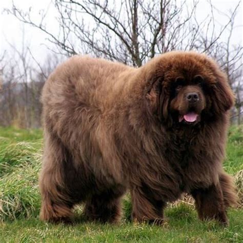 How Much Is A Newfoundland Dog Cost