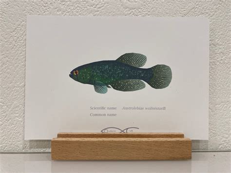 Austrolebias wolterstorffi Drawing Postcard | Osakanacraft