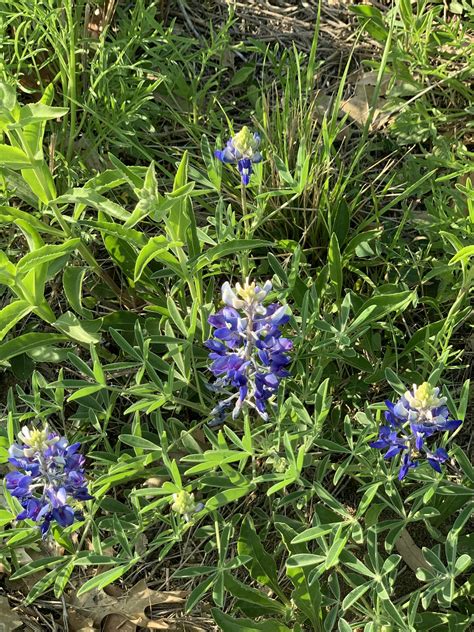 Election Information - Flower Mound Votes