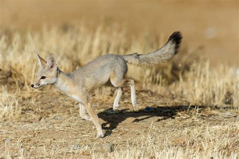 11 Kit Fox Fun Facts - Facts.net