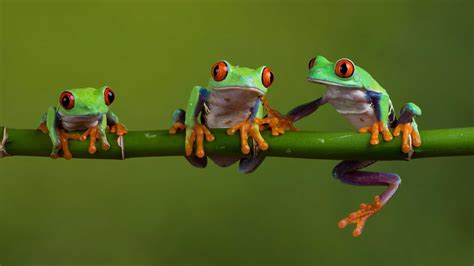 Cute Frog Desktop Wallpapers - Top Free Cute Frog Desktop Backgrounds ...