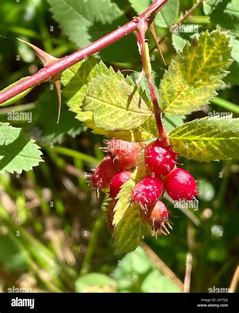 (Diplolepis polita), Insecta, S F B Morse Botanical Reserve, Pebble Beach, CA, US, Round, red ... - genus of mediterranean plants with spiny leaves