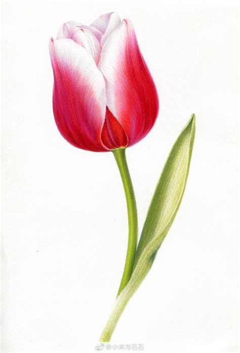 彩铅手绘 的图像结果