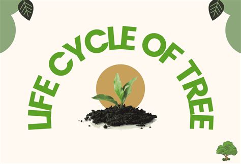 Tree Life Cycle 的图像结果