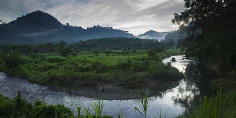 Image result for Eastern Java Bali Rain Forest