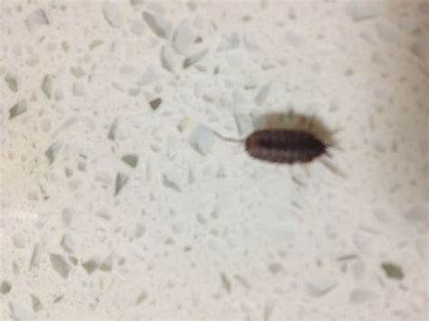 哪个专家知道这个虫子是什么啊，新家搬进去一年还没到，地上老是有这个虫子在爬，特别是卫生间最多。_百度知道