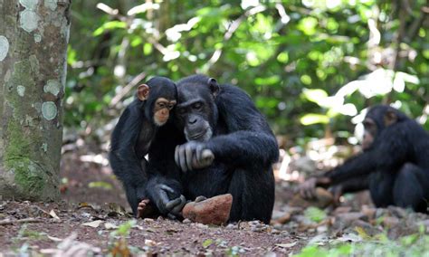 From Chimpan-A to Chimpanzee, these Apes may have humanlike culture