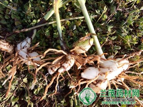 白芨种植条件和注意方法，建议阴坡种植，勤施薄肥 - 农敢网