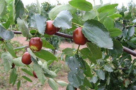 枣树的生长习性及其作用-168鲜花速递网