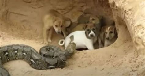 Image result for Python Killing Dog Video