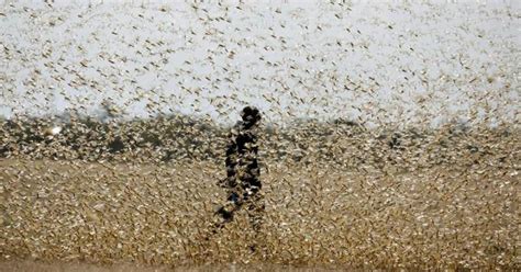 Locust attacks in UP, districts put on alert - IBTimes India