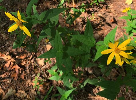 Forest Floor Plants | Trailside Museums and Zoo