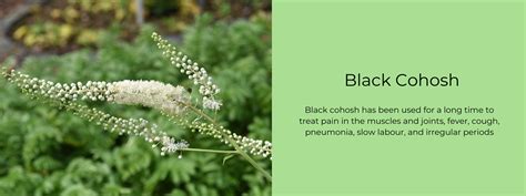 Black Cohosh - Health Benefits, Uses and Important Facts - PotsandPans ...