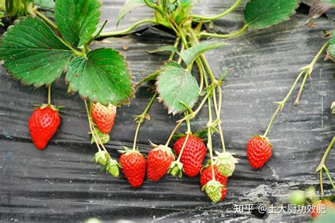 草莓定植后至保温前的管理技术！怎样提高早期产量