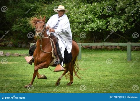 Peruvian Paso Horse Demonstration. Cusco, Peru Editorial Stock Photo ...