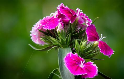 Do Deer Eat Dianthus?