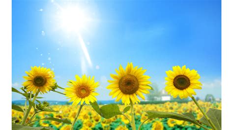 Sunny Day Wallpaper (59+ images)