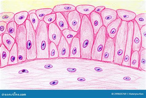 Transitional Epithelium, Hand Drawn Illustration Stock Illustration - Illustration of research ...