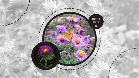 The Meanings of Asters, the Real Stars of the Garden [2025]