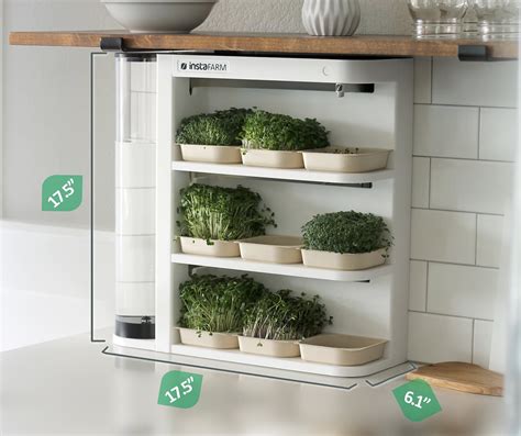 Sapphire Olive Eggers: Friendly Chicken That Lays Green Eggs