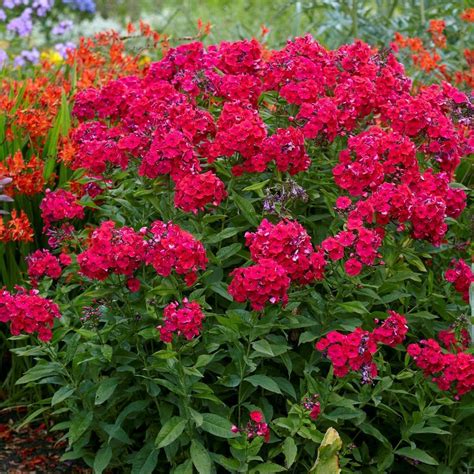 Amazon.com : Votaniki Tall Garden Phlox - Perennial Flowering Plants ...