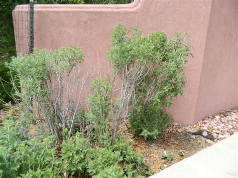 Update on Russian Sage Pruning | Colorado Yard Care