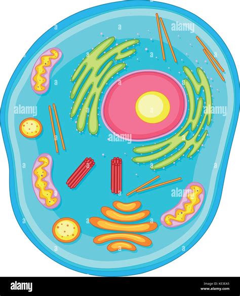 Animal cell diagram in colors illustration Stock Vector Image & Art - Alamy