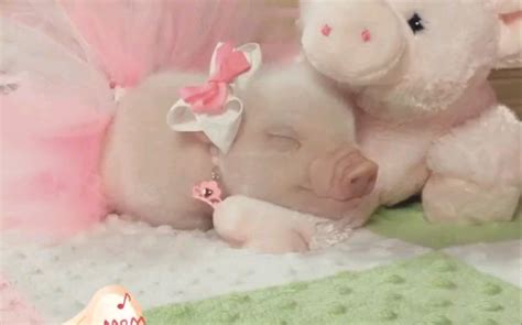 【这里全是小猪猪】熟睡中的小天使们，画面太美好了！！_哔哩哔哩_bilibili