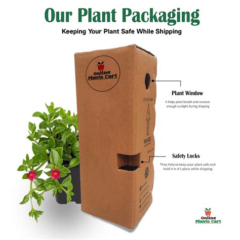 Odomos Plant, Citronella Grass, Mosquito Repellent Tree, Medicinal ...