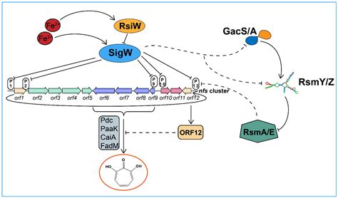 Insight into the Global Negative Regulation of Iron Scavenger 7-HT ...