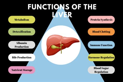 Image result for Liver Organ Function