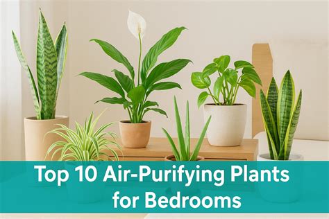 Top 10 NASA Approved Air Purifying Indoor Plants for Clean Air at Home
