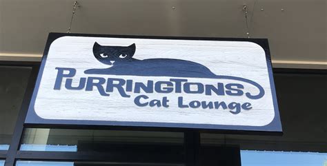 The Coolest Cat Cafe Names — The Neighbor's Cat