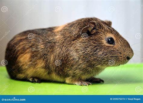 Cute Little Brown Guinea Pig Stock Image - Image of curiosity, ginger ...